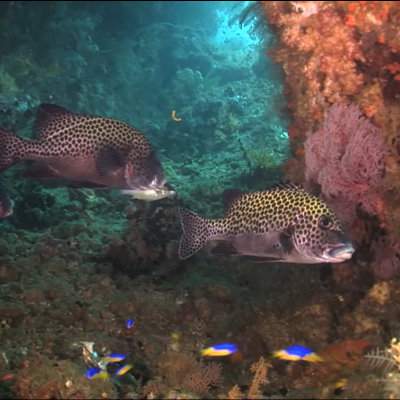 Image of fish