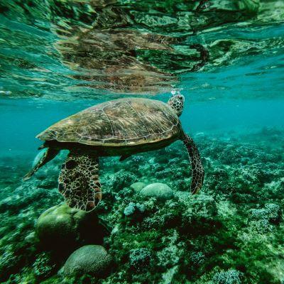 Image of Sea Turtle