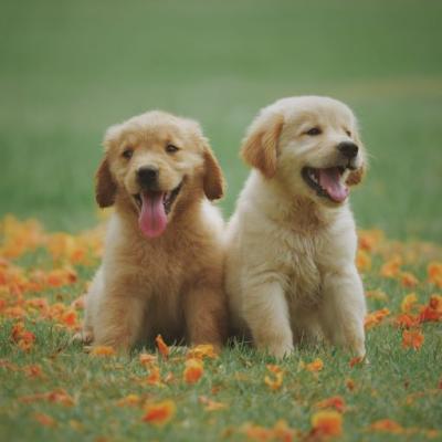 Image of puppies