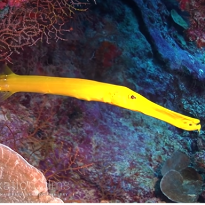 Image of coral reef
