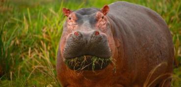 Image of hippo